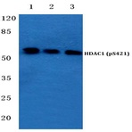 p-HDAC1 (S421) pAb