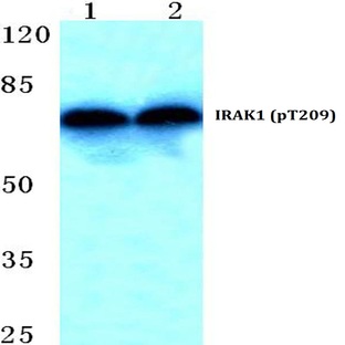 p-IRAK1 (T209) pAb