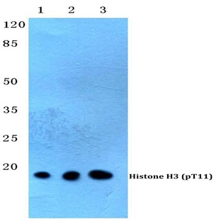 p-Histone H3 (T11) pAb