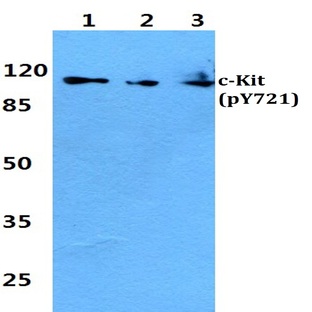 p-c-Kit (Y721) pAb