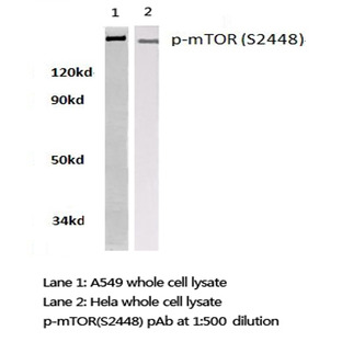 p-mTOR (S2448) pAb