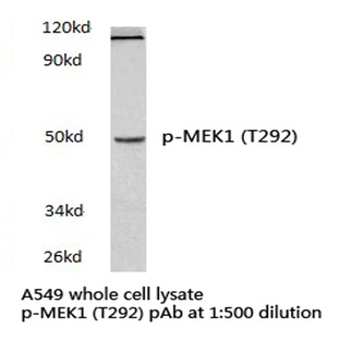 p-MEK1 (T292) pAb