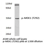 p-MEK1 (T292) pAb
