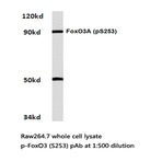 p-FoxO3A (S253) pAb