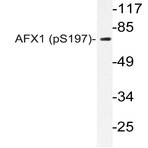 p-FOXO4 (S197) pAb