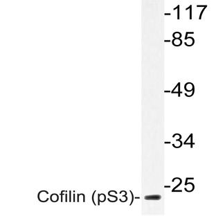 p-Cofilin (S3) pAb