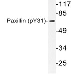 p-Paxillin (Y31) pAb