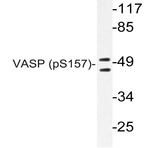 p-VASP (S157) pAb