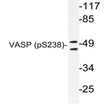 p-VASP (S238) pAb