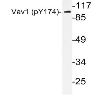 p-Vav1 (Y174) pAb