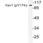 p-Vav1 (Y174) pAb