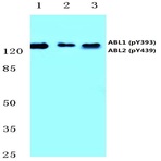 p-ABL1/2 (Y393/439) pAb