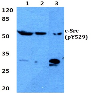 p-c-Src (Y529) pAb