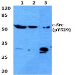 p-c-Src (Y529) pAb