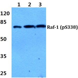 p-Raf-1 (S338) pAb