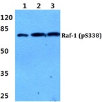 p-Raf-1 (S338) pAb