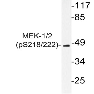 p-MEK1/2 (S218/222) pAb