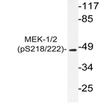 p-MEK1/2 (S218/222) pAb