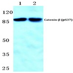 p-Catenin-(beta) (S37) pAb