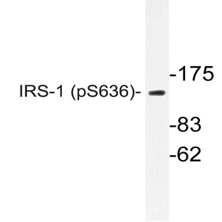 p-IRS-1 (S636) pAb