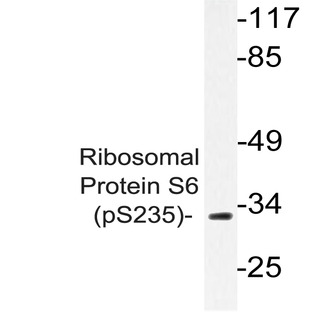 p-RPS6 (S235) pAb