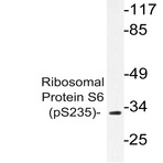 p-RPS6 (S235) pAb