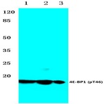 p-4E-BP1 (T46) pAb