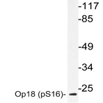 p-Op18 (S16) pAb