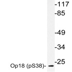 p-Op18 (S38) pAb