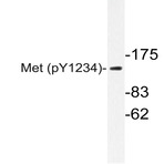 p-c-Met (Y1234) pAb