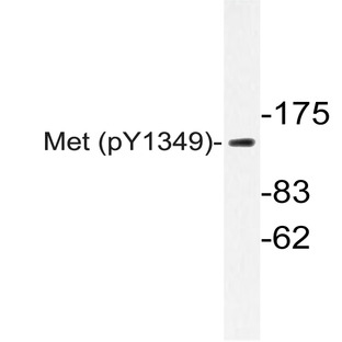 p-c-Met (Y1349) pAb