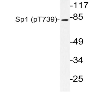 p-Sp1 (T739) pAb