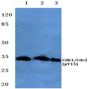 p-Cdk1/Cdc2 (Y15) pAb