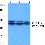 p-ERK 1/2 (T202) pAb