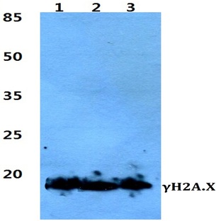 p-Histone H2A.X (S139) pAb