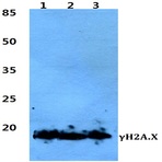 p-Histone H2A.X (S139) pAb