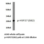 p-HSP27 (S82) pAb