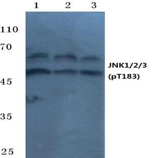 p-JNK1/2/3 (T183) pAb