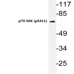 p-p70 S6K (S411) pAb