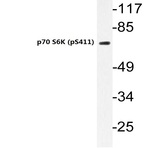 p-p70 S6K (S411) pAb