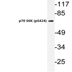 p-p70 S6K (S424) pAb