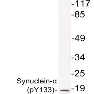 p-Synuclein-(alpha) (Y133) pAb