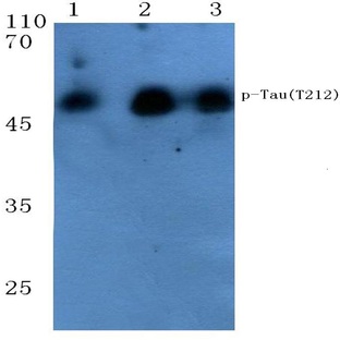 p-Tau (T212) pAb