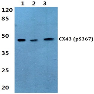 p-Connexin 43 (S367) pAb