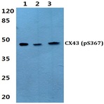 p-Connexin 43 (S367) pAb