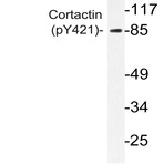 p-Cortactin (Y421) pAb