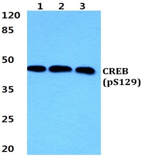 p-CREB (S129) pAb