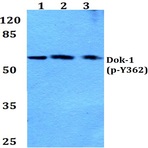 p-Dok-1 (Y362) pAb