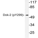 p-Dok-2 (Y299) pAb