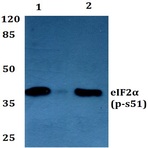 p-eIF2(alpha) (S51) pAb